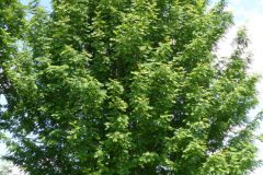 000061-scaled-1