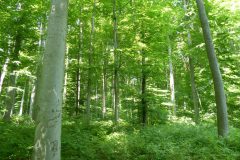 https://waldbaden-und-achtsamkeit.de/wp-content/uploads/2020/06/000114-scaled.jpg