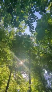 Waldbaden 002