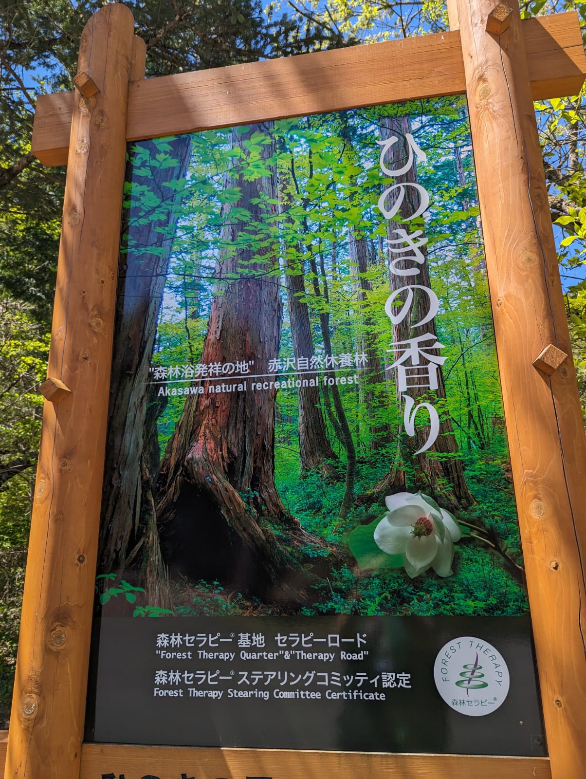 Waldbaden - Shinrin Yoku